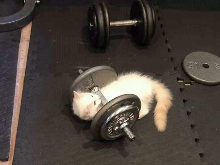 An image of a small cat lifting weights.