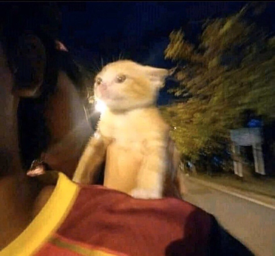 An image of a small cat on someone's shoulder. The background is blurred, implying fast movement. The cat looks like they're having the time of their fucking life.